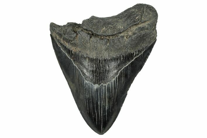 Fossil Megalodon Tooth - South Carolina #328588